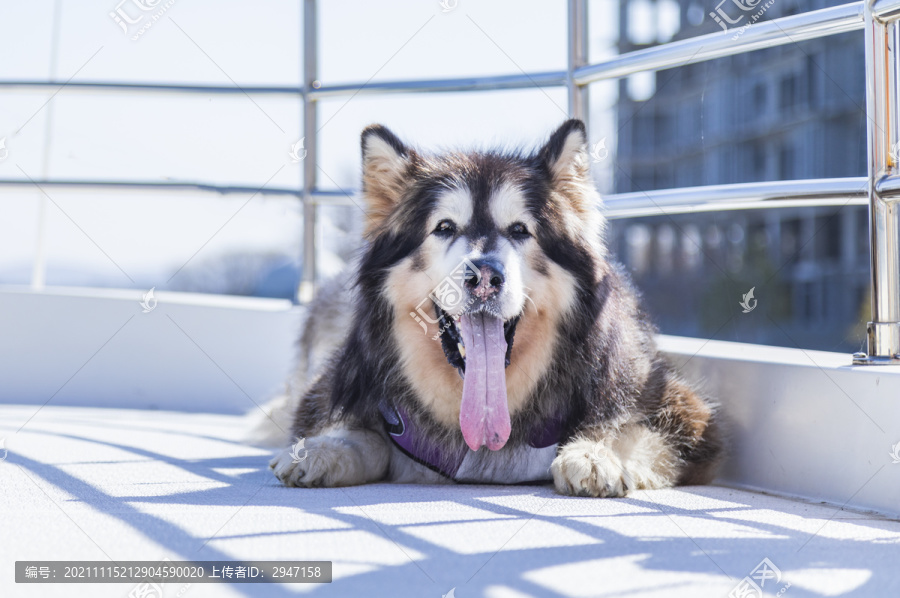 野外玩耍的阿拉斯加犬