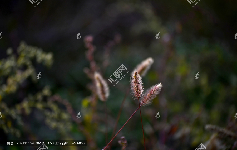 狗尾巴草