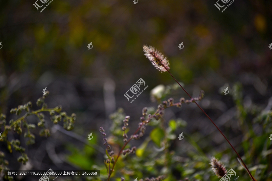 狗尾巴草