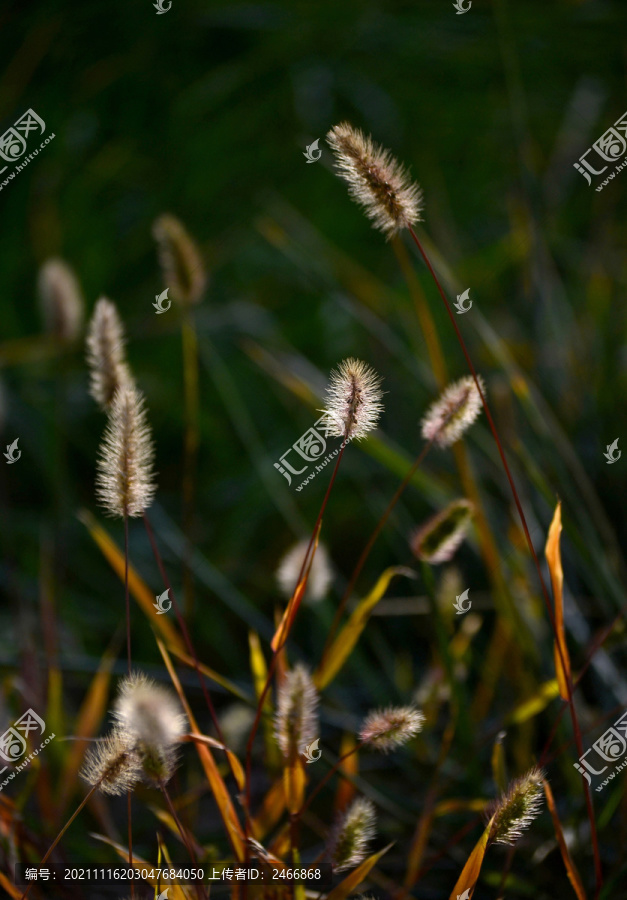 狗尾巴草