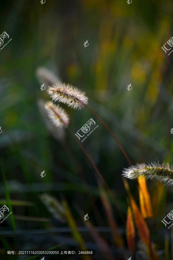 狗尾巴草