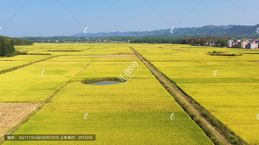 航拍农村稻田