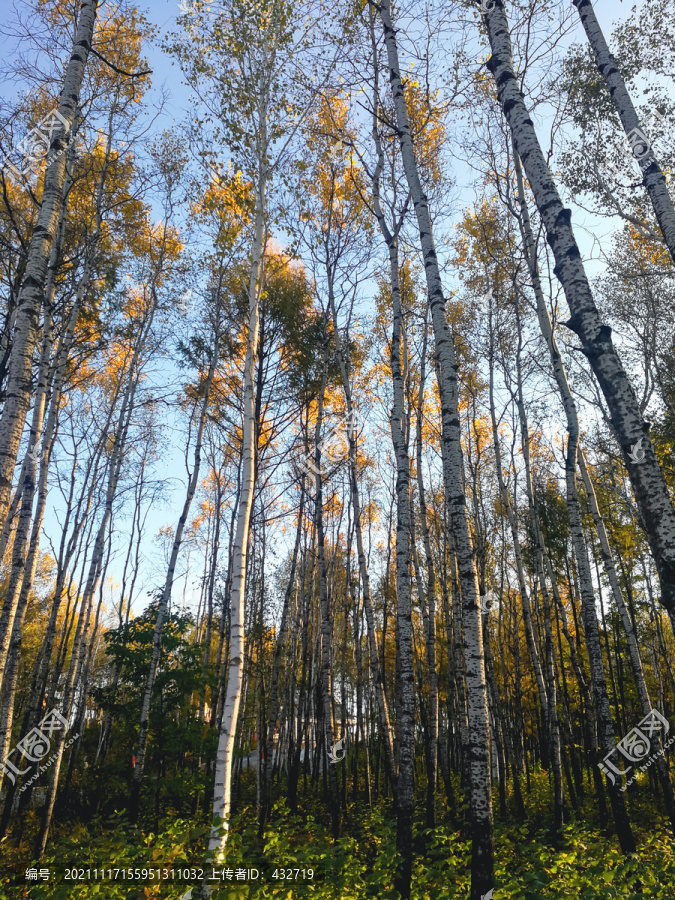 高大树林秋季