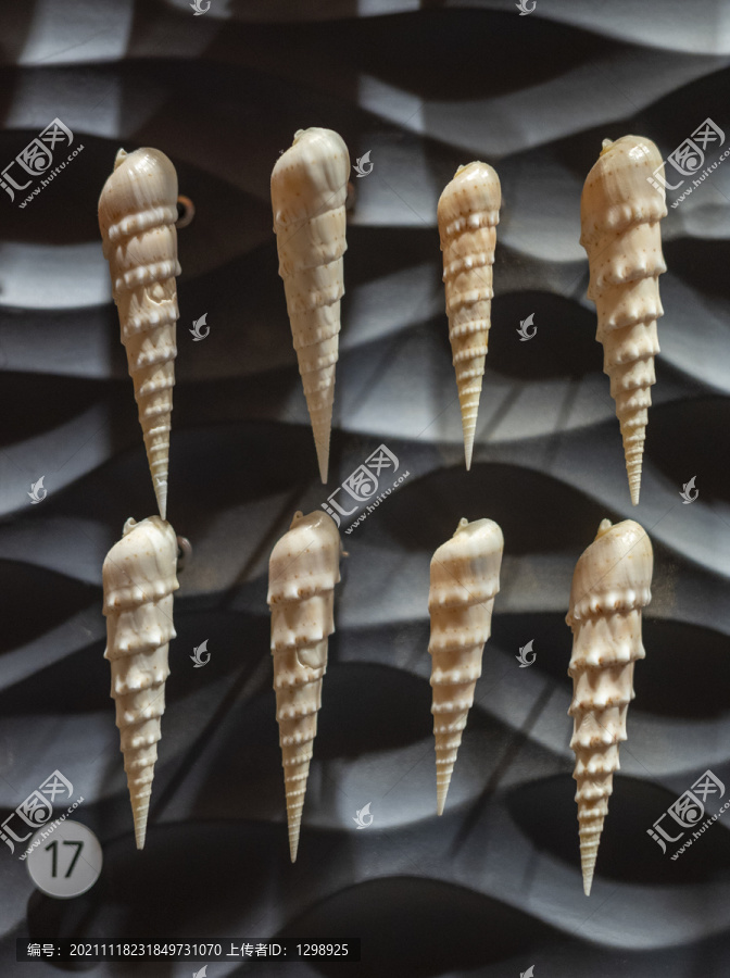 花牙笋螺