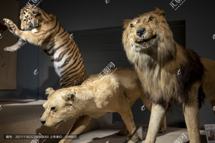 老虎狮子标本