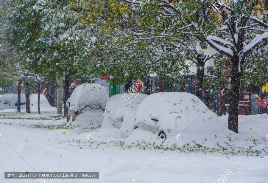 挂雪的树荫与被大雪覆盖的轿车