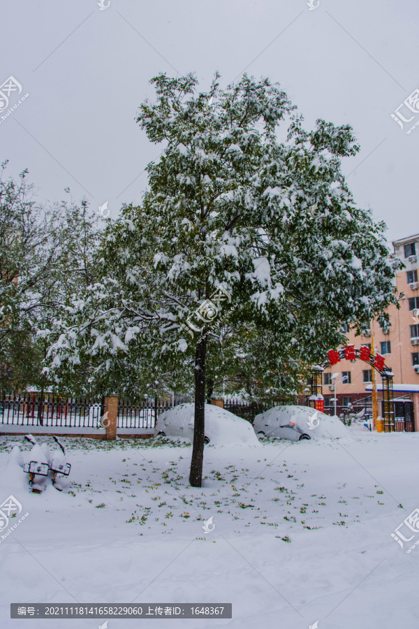 挂雪的树与被雪覆盖的轿车