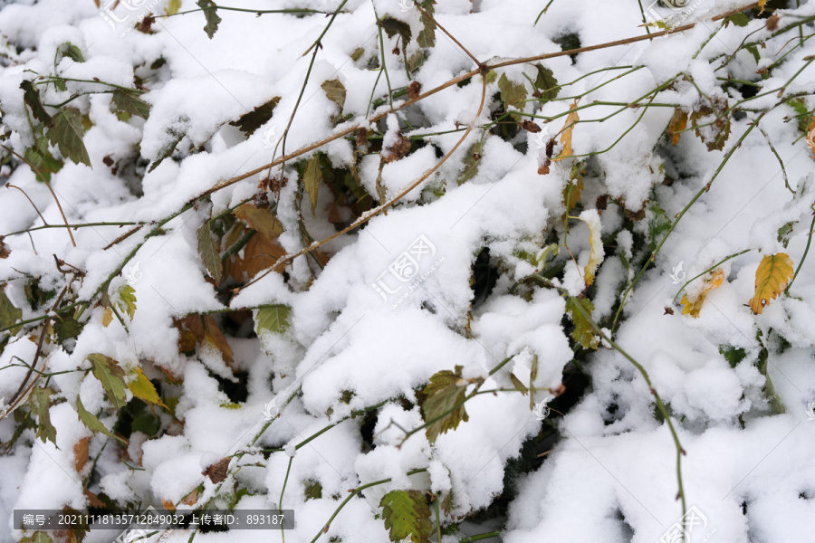 凌乱的树枝上堆积着洁白的雪花