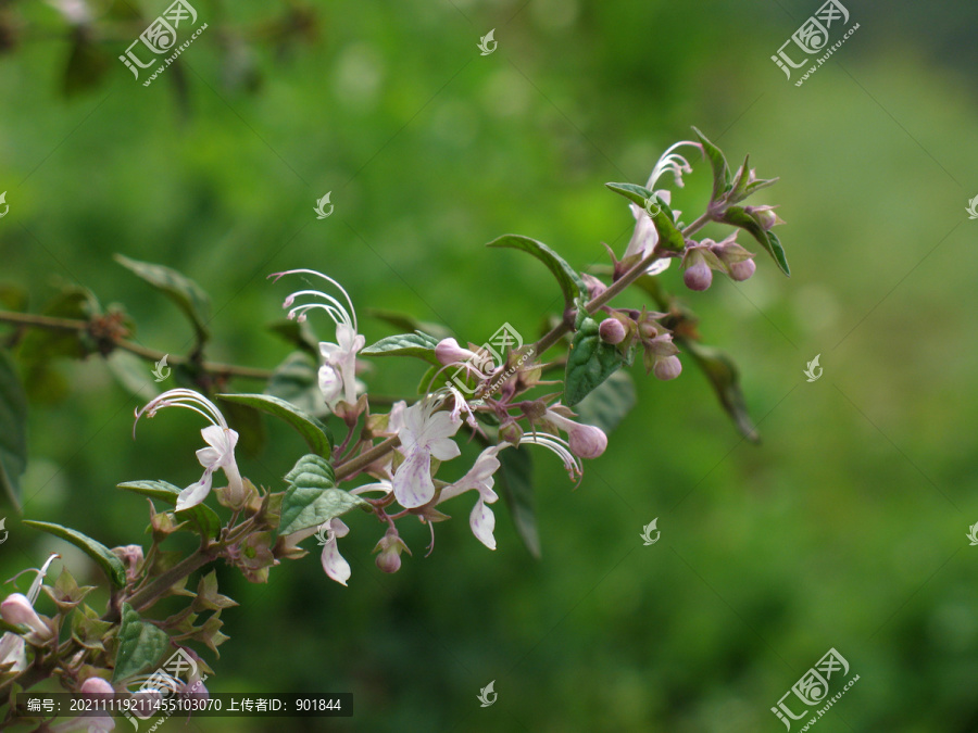 马鞭草科植物三花莸的花期