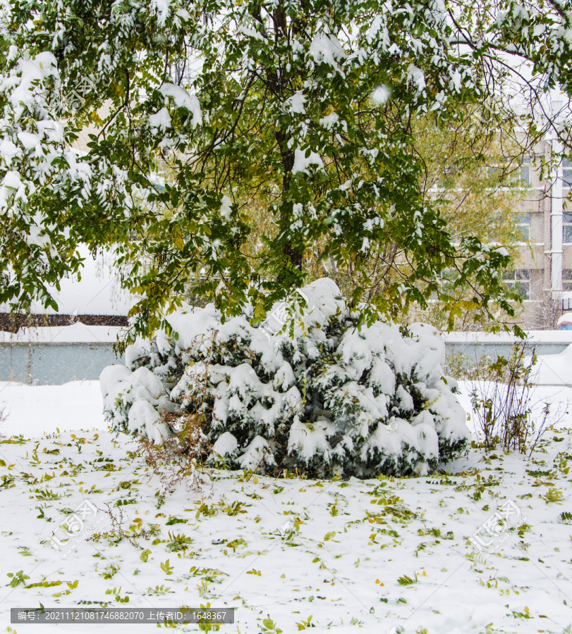 盖着雪的山形树丛与树枝雪地