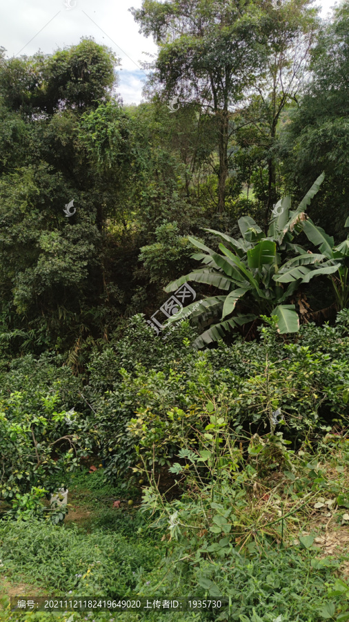 山林植被