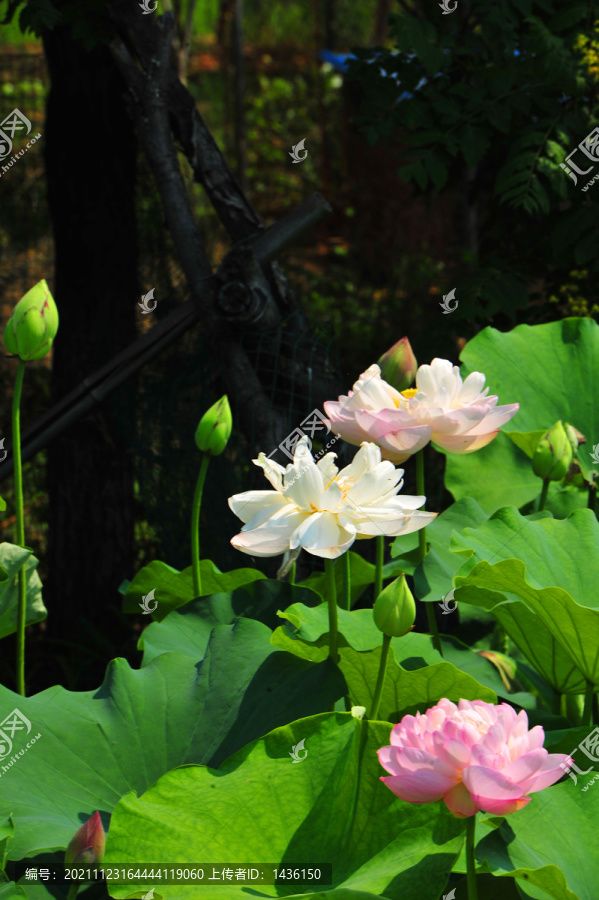 夏日池塘荷花