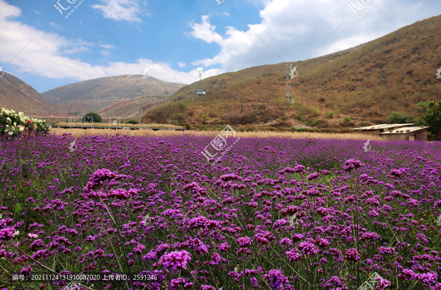 花海