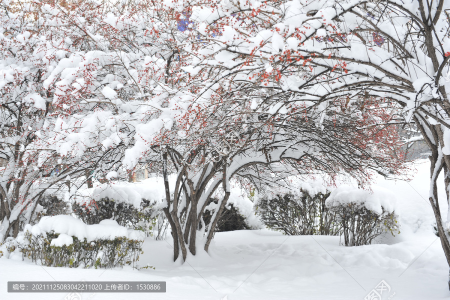 雪后的忍冬