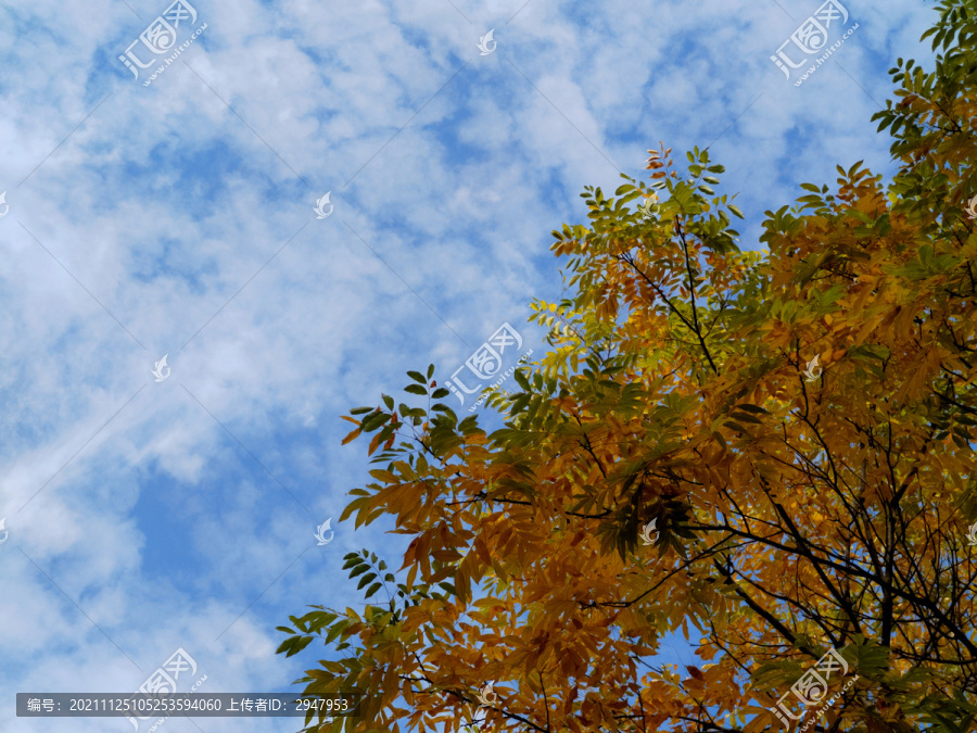 仰拍天空黄树叶