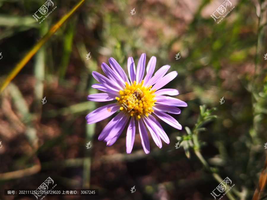 野菊花