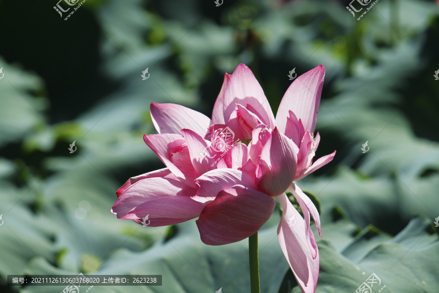 池塘亭亭玉立的莲花