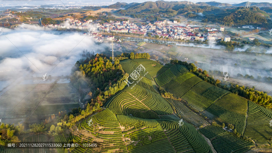 茶山