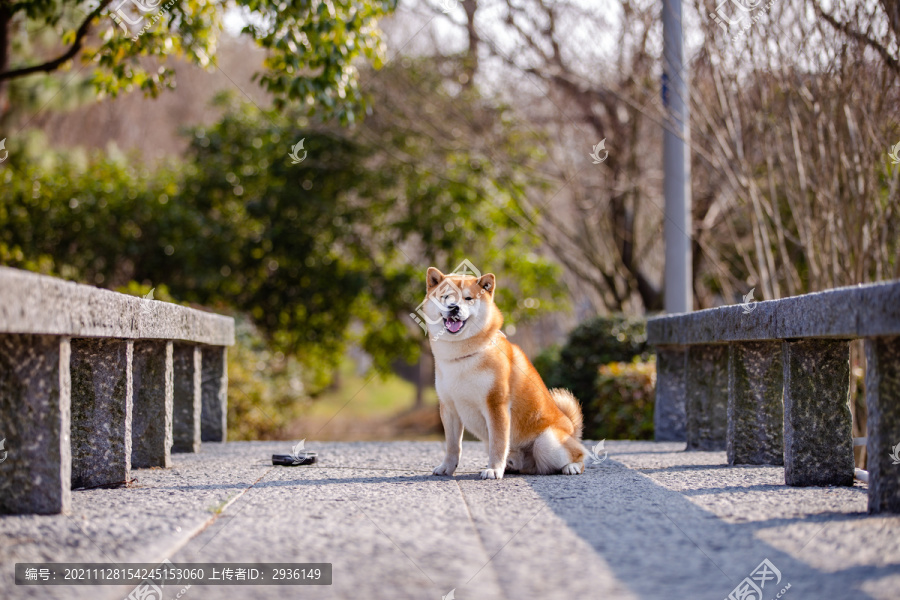 柴犬高清写真