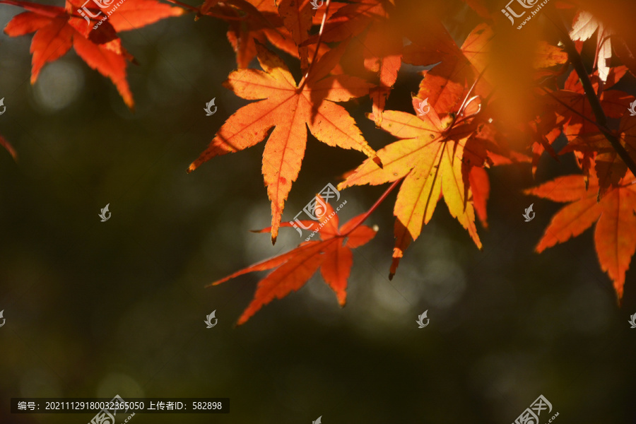 秋天枫树枝叶
