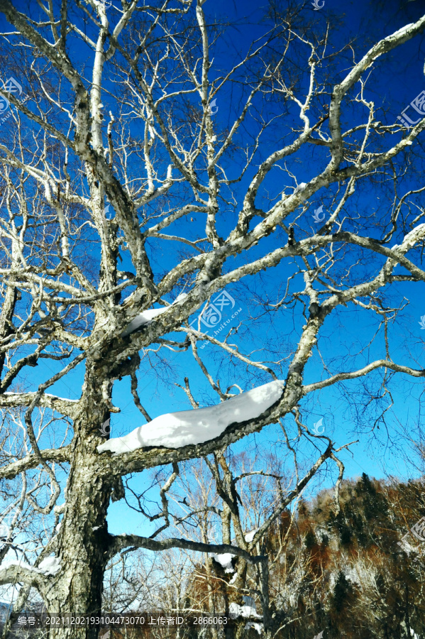 晴朗冬天森林里有积雪的枯树