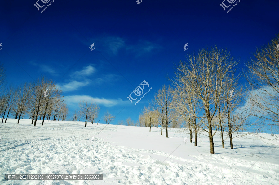 寒冬蓝天下的雪地和枯树