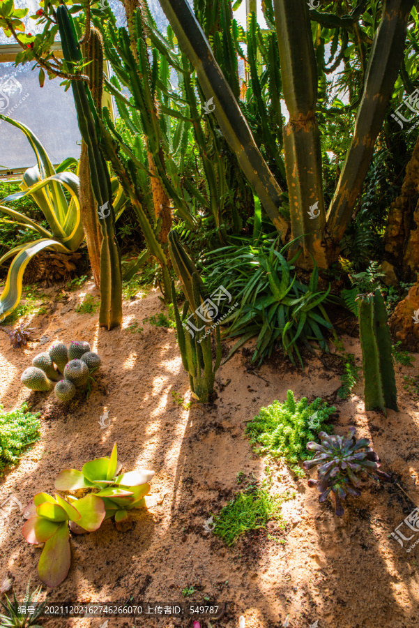 温室植物