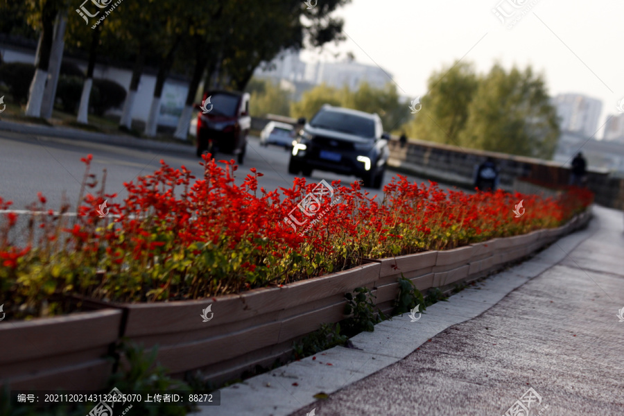 公路边的红花