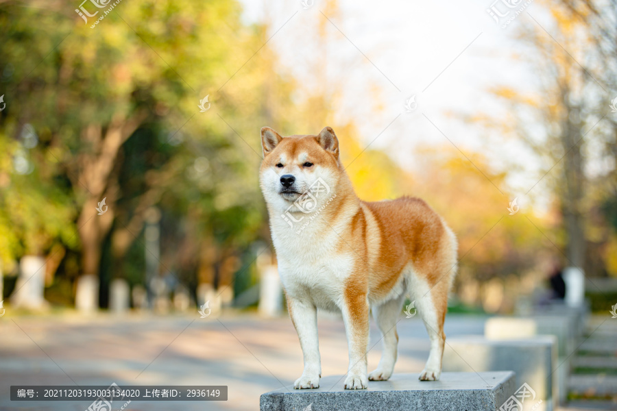 柴犬高清写真