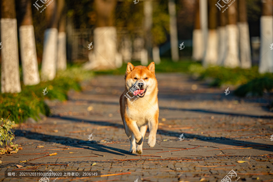 柴犬高清写真