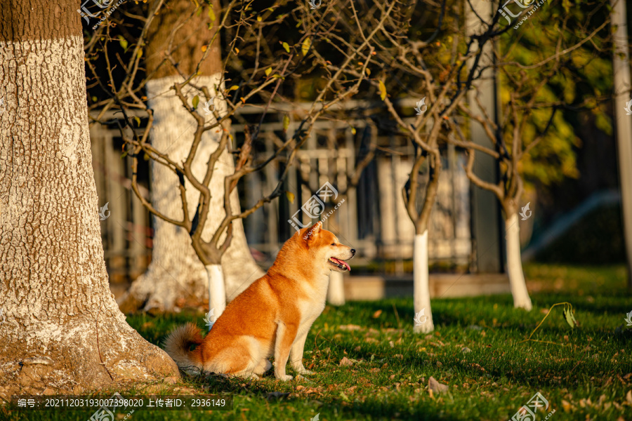 柴犬高清写真