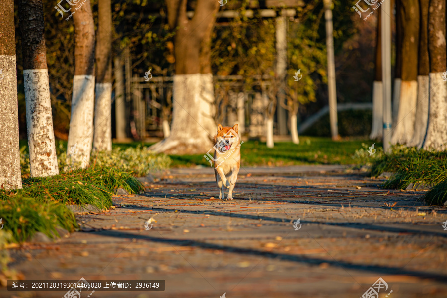 柴犬高清写真