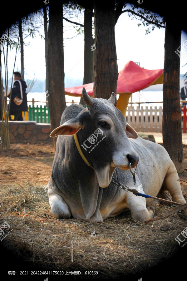 印度神牛