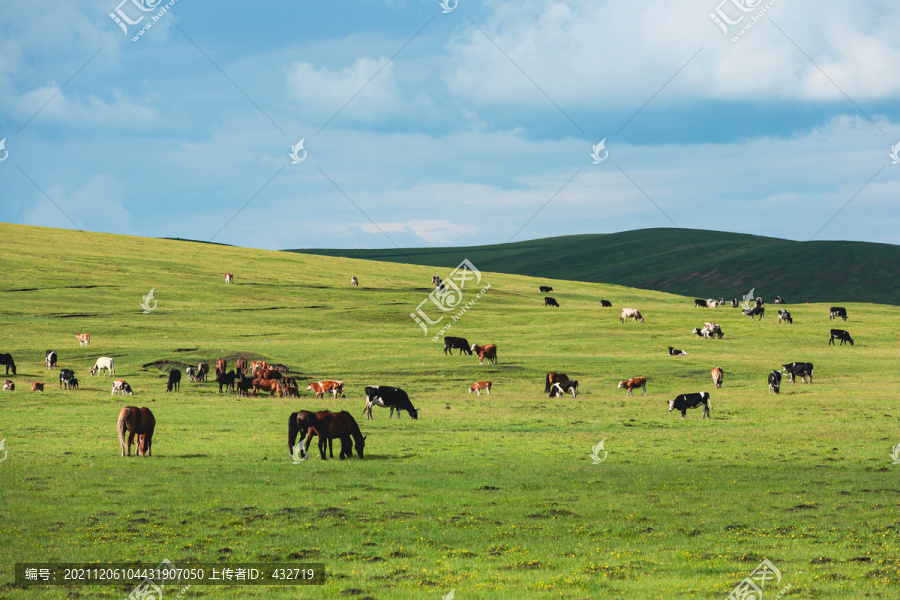 草原牛群马群牧场