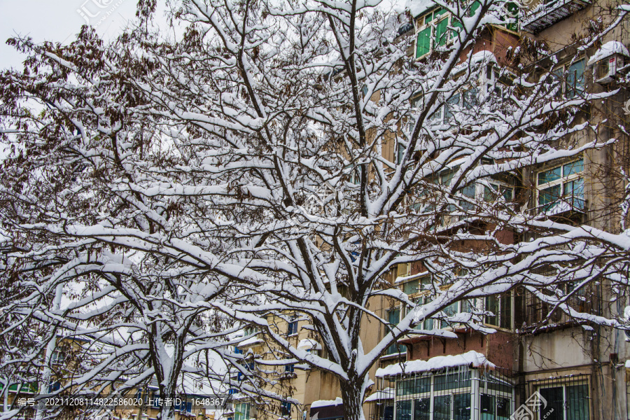 两棵树的交错支树干雪挂