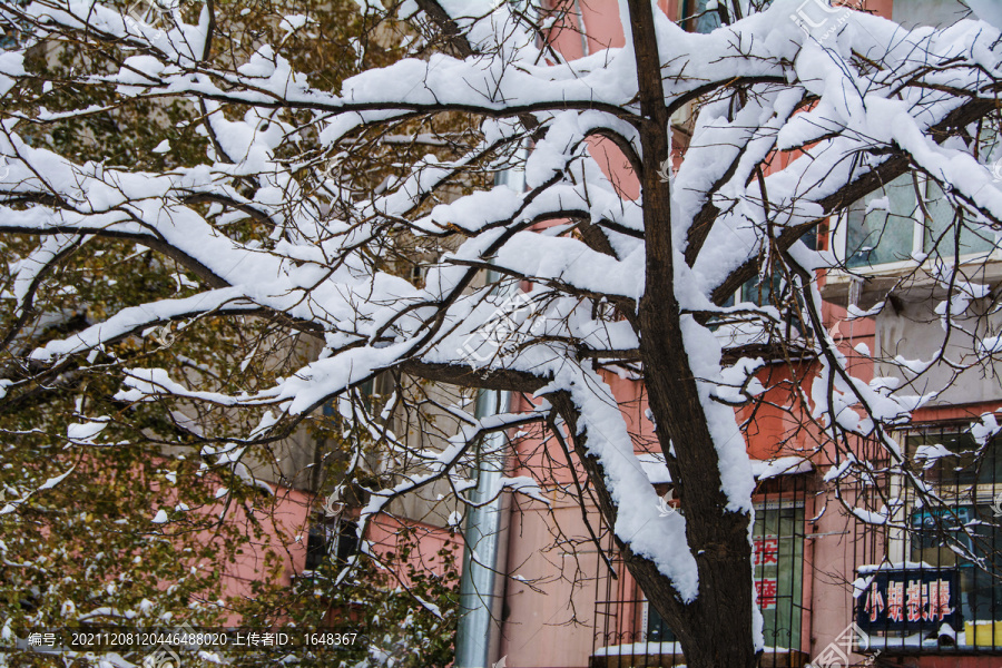 树干支干雪挂与树叶