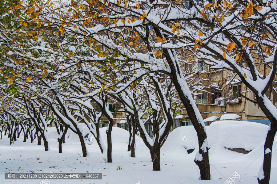 一排树的树枝干雪挂与绿叶黄叶