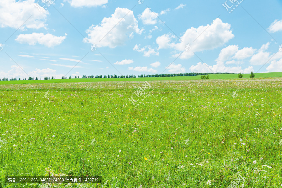 夏季草原草地