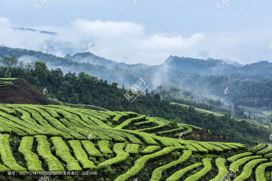 四川宜宾珙县鹿鸣茶山自然风光