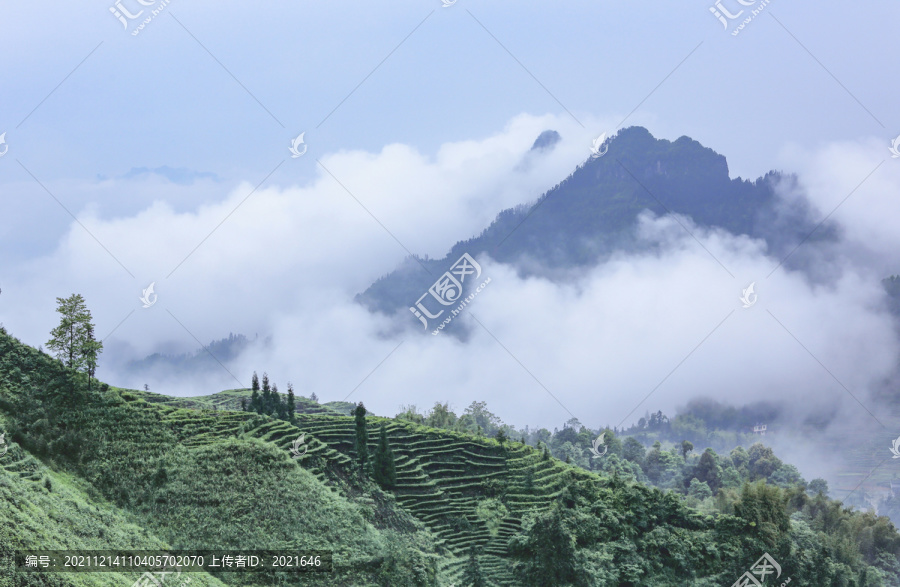 四川宜宾珙县鹿鸣茶山自然风光