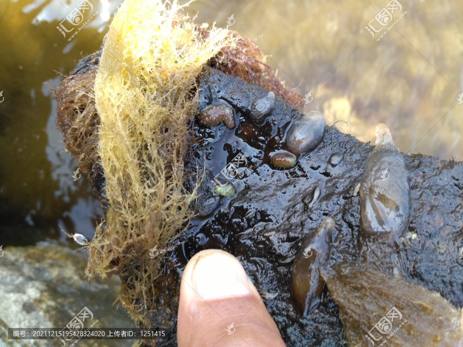 海参苗海产养殖辽参