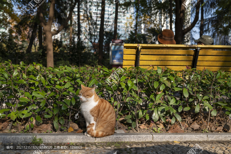 公园可爱橘猫