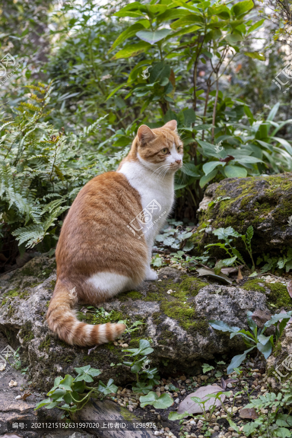 可爱橘猫