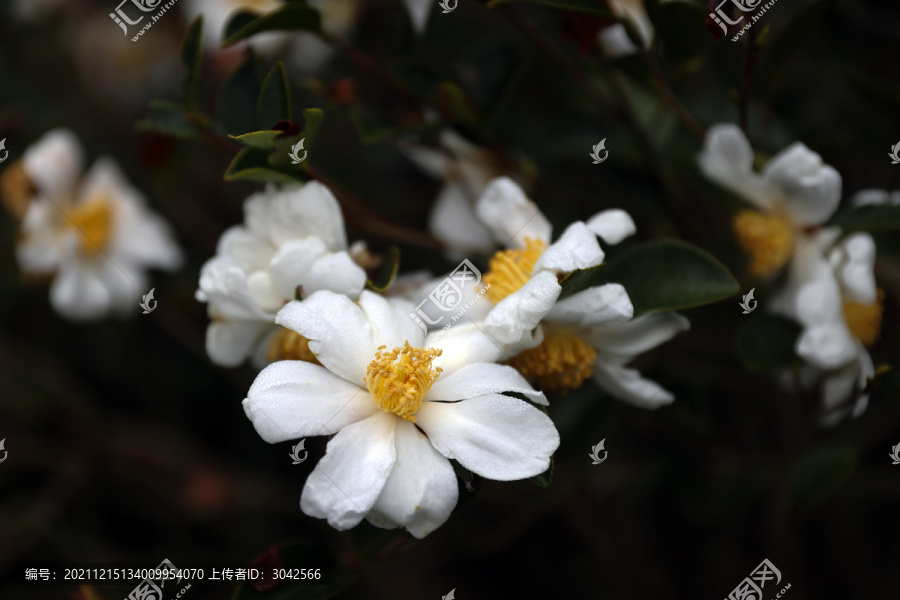 山茶花