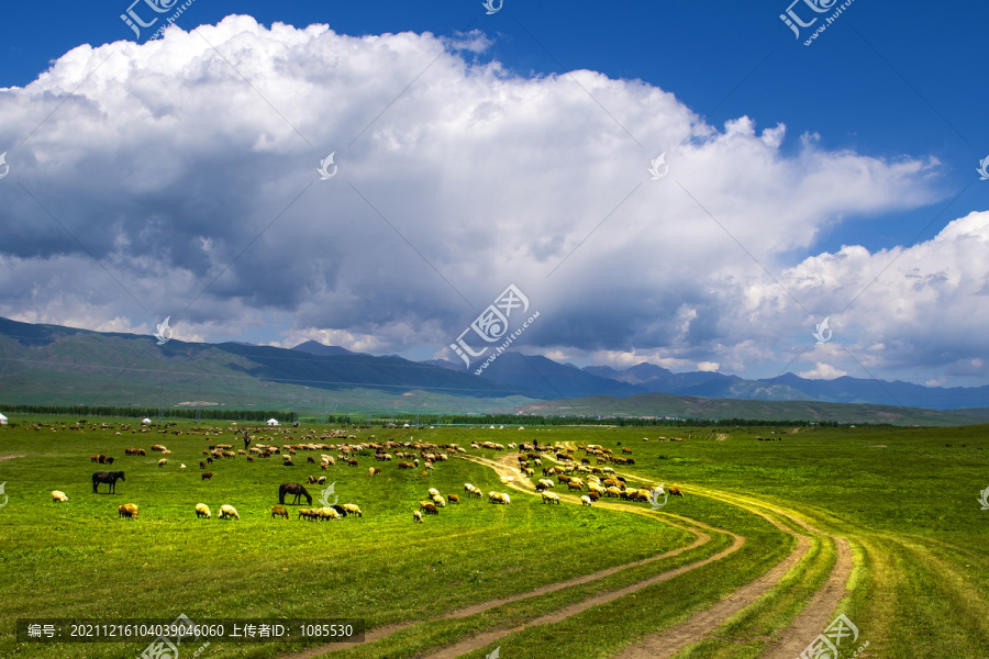 新疆草原