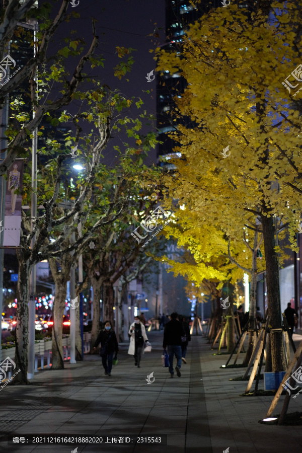 长满银杏的街道夜景