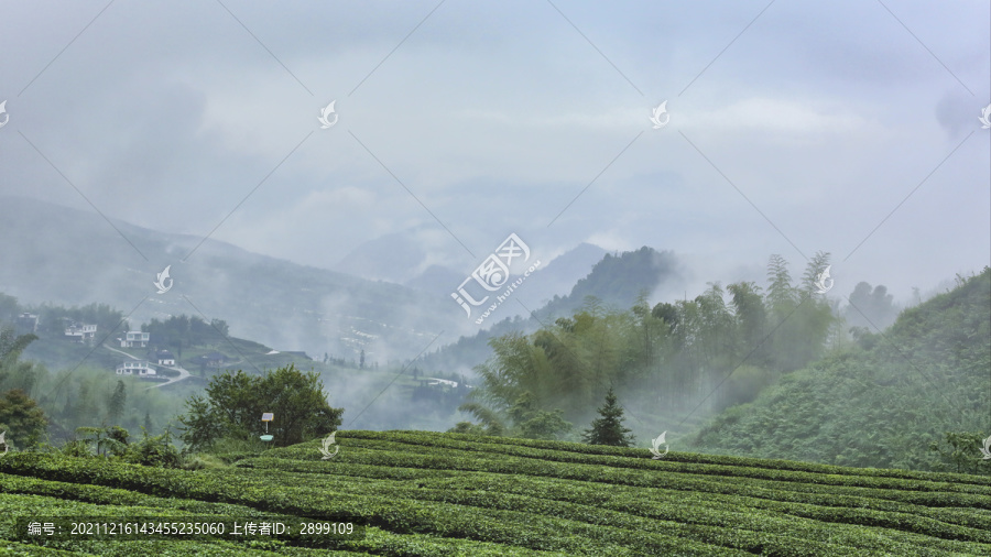 宜宾珙县鹿鸣茶场水墨茶山