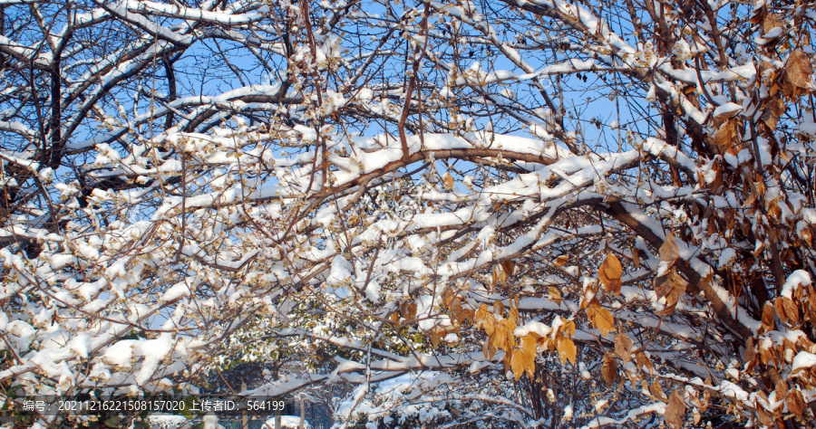 雪压梅枝