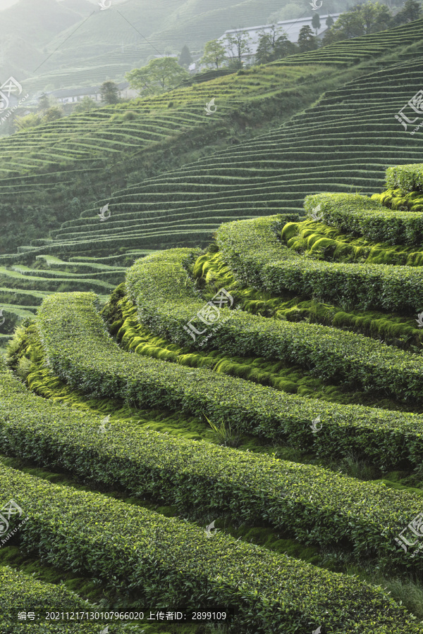 蜿蜒茶山自然景观