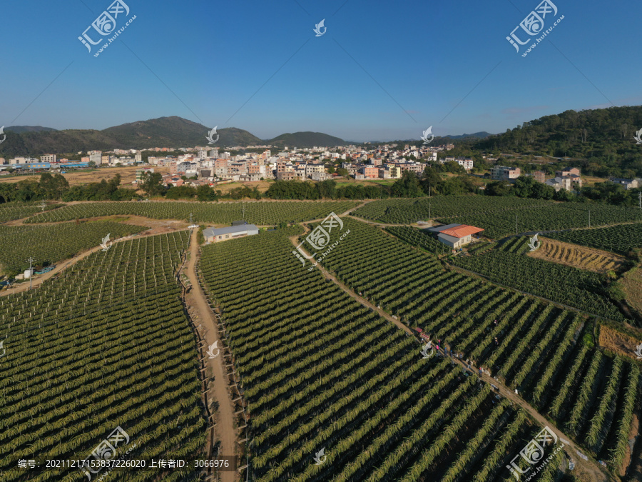 广西岑溪火龙果点亮增收致富路